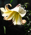 Lelija - Lilium sergentiae